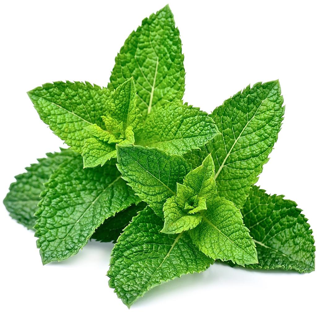 Spearmint, First Cutting, Essential Oil – Majestic Mountain Sage, Inc.